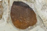 Wide Plate with Five Fossil Leaves (Three Species) - Montana #305982-7